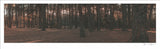 Pine Forest Panorama
